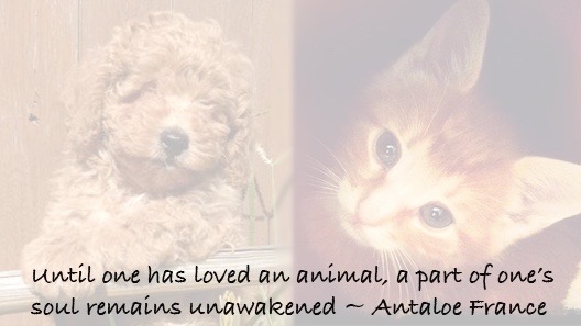 mulligancharlie2 copy