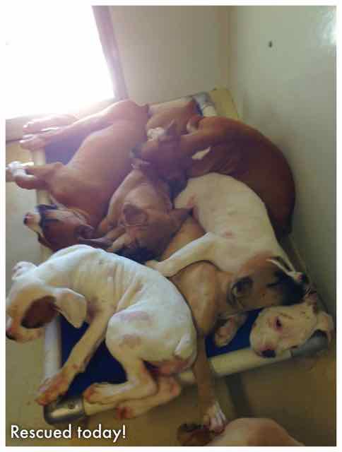 Boxer Babies