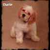 CharliePup.jpg